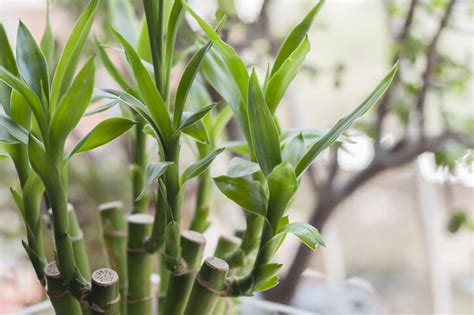 盆栽風水|風水植物｜不只富貴竹！7款招財/招桃花植物推介+不 